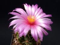 Thumbnail of 1012_Thelocactus leucanthus schmollii_20120502_01(1).jpg